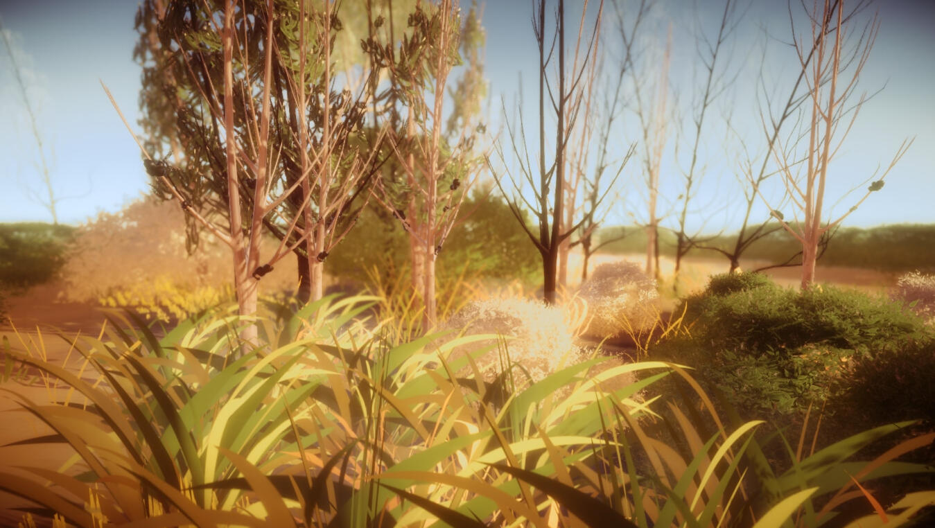 Acacias With Gall 2