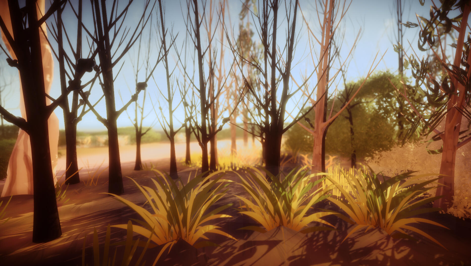 Royal Park Acacias With Gall