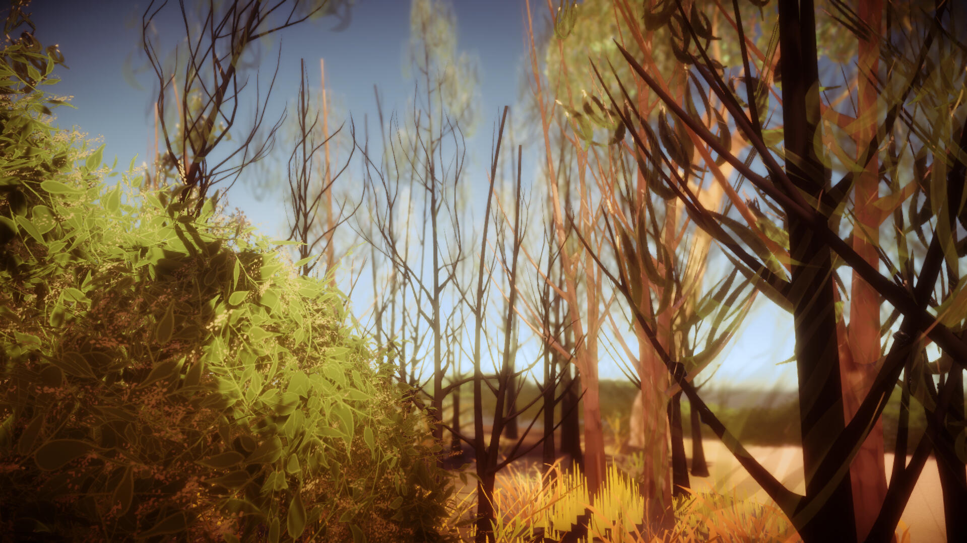 Acacia and Shrub